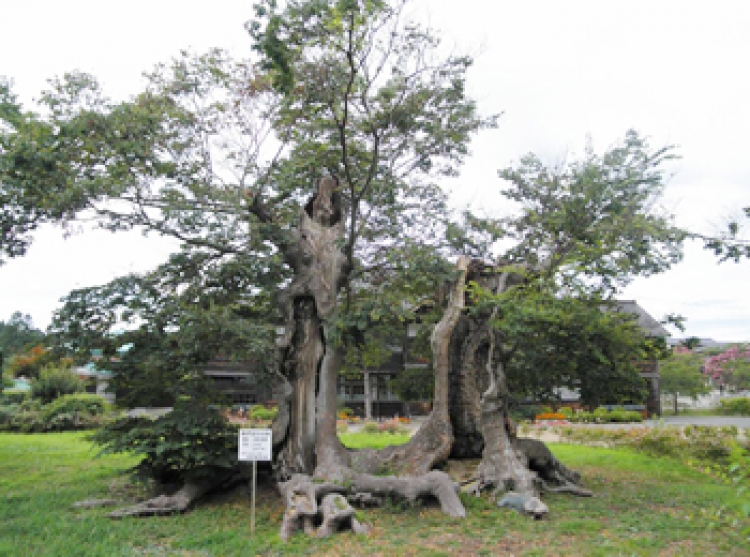 聖蹟を歩く 第5回 明治九年奥州・函館巡幸(下)
