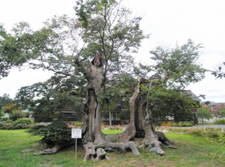 聖蹟を歩く　第５回　明治九年奥州・函館巡幸（下）