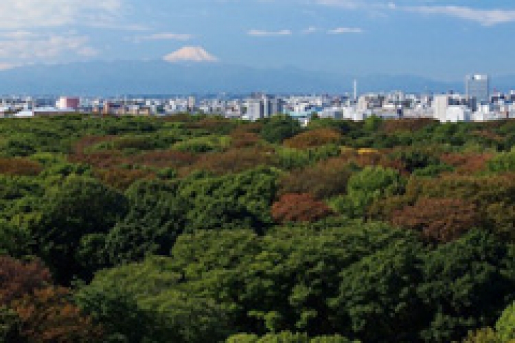 鎮座百年記念 第二次明治神宮境内総合調査まとまる 神宮の杜は大きく、豊かに生長 新種や希少性の高い生物も