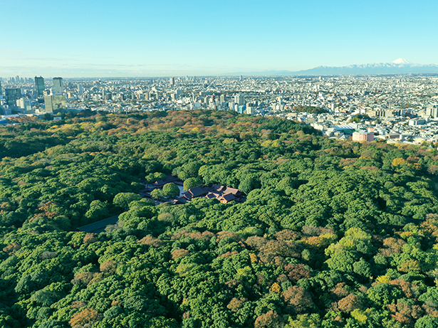 -The massive manmade forest envelops visitors in the middle of Tokyo.