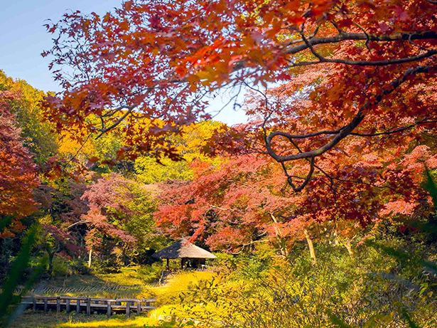 Japanese Maples in late autumn