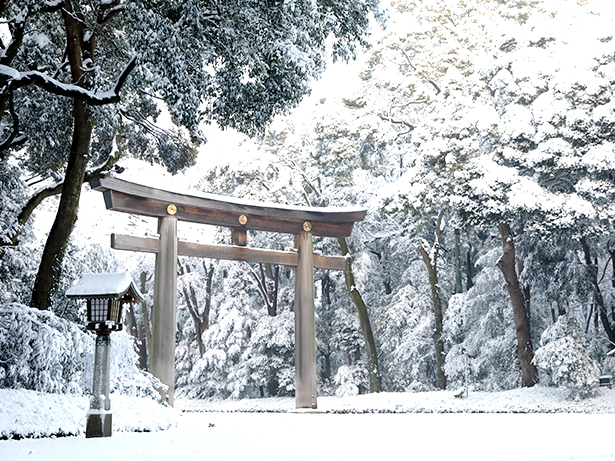 Forest in the snow