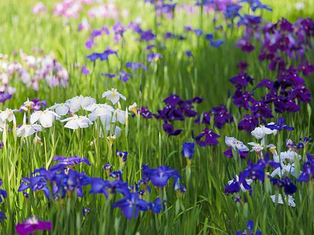 Irises in June