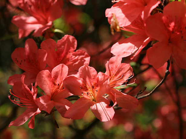 Azalea in spring