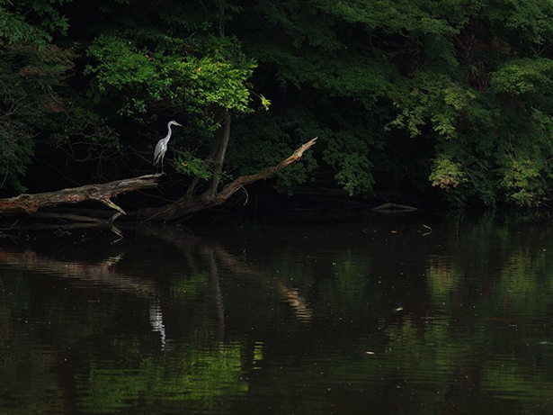 South Pond