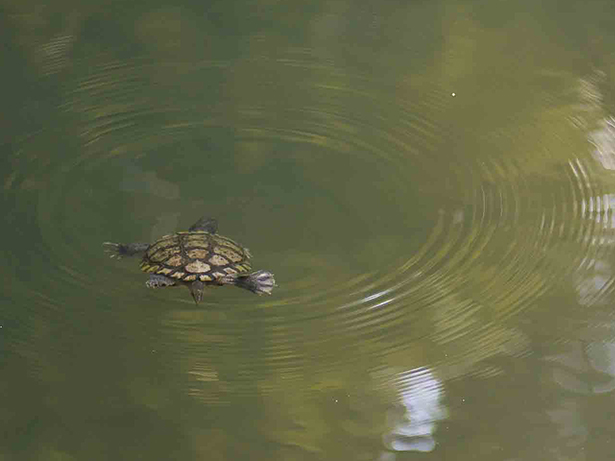 South Pond