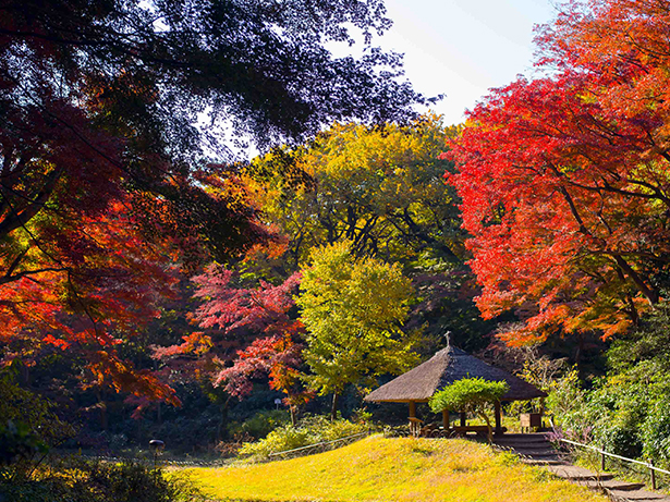 Japanese Maples in late autmn