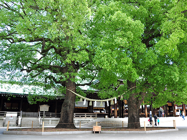 Divine Trees:representing good replations of wife and husband.