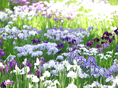 菖蒲田（しょうぶだ）