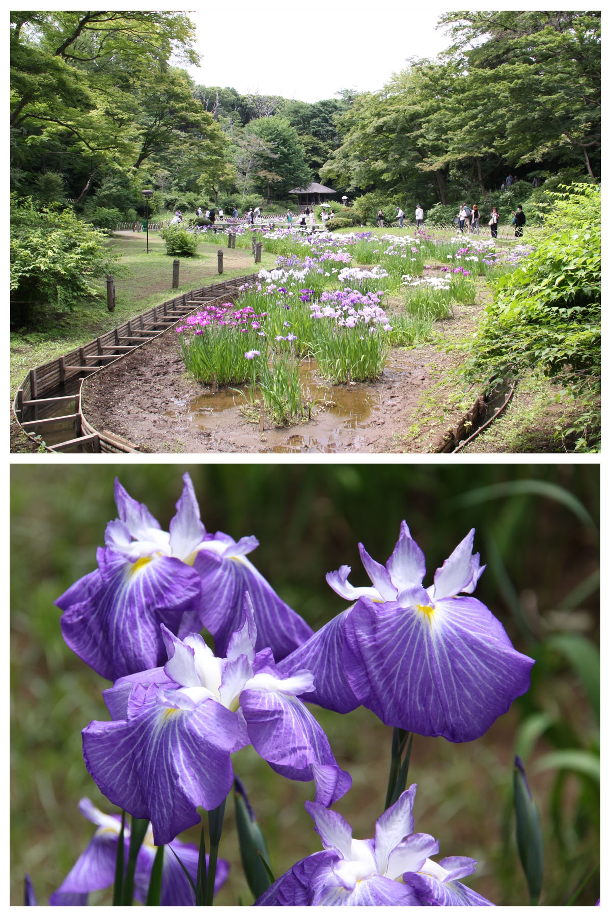 花菖蒲が３，６６３輪開花しております。
