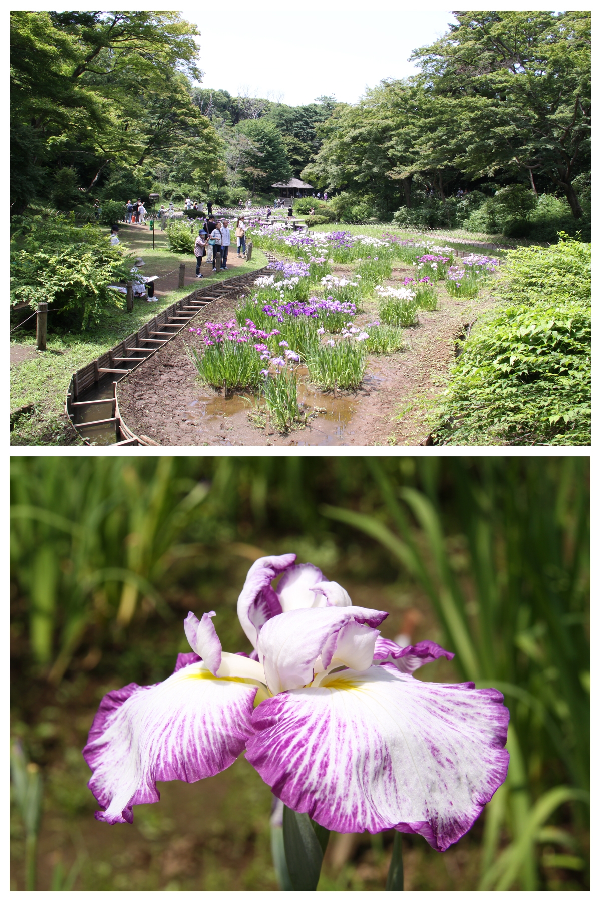 花菖蒲が３，７９８輪開花しております。