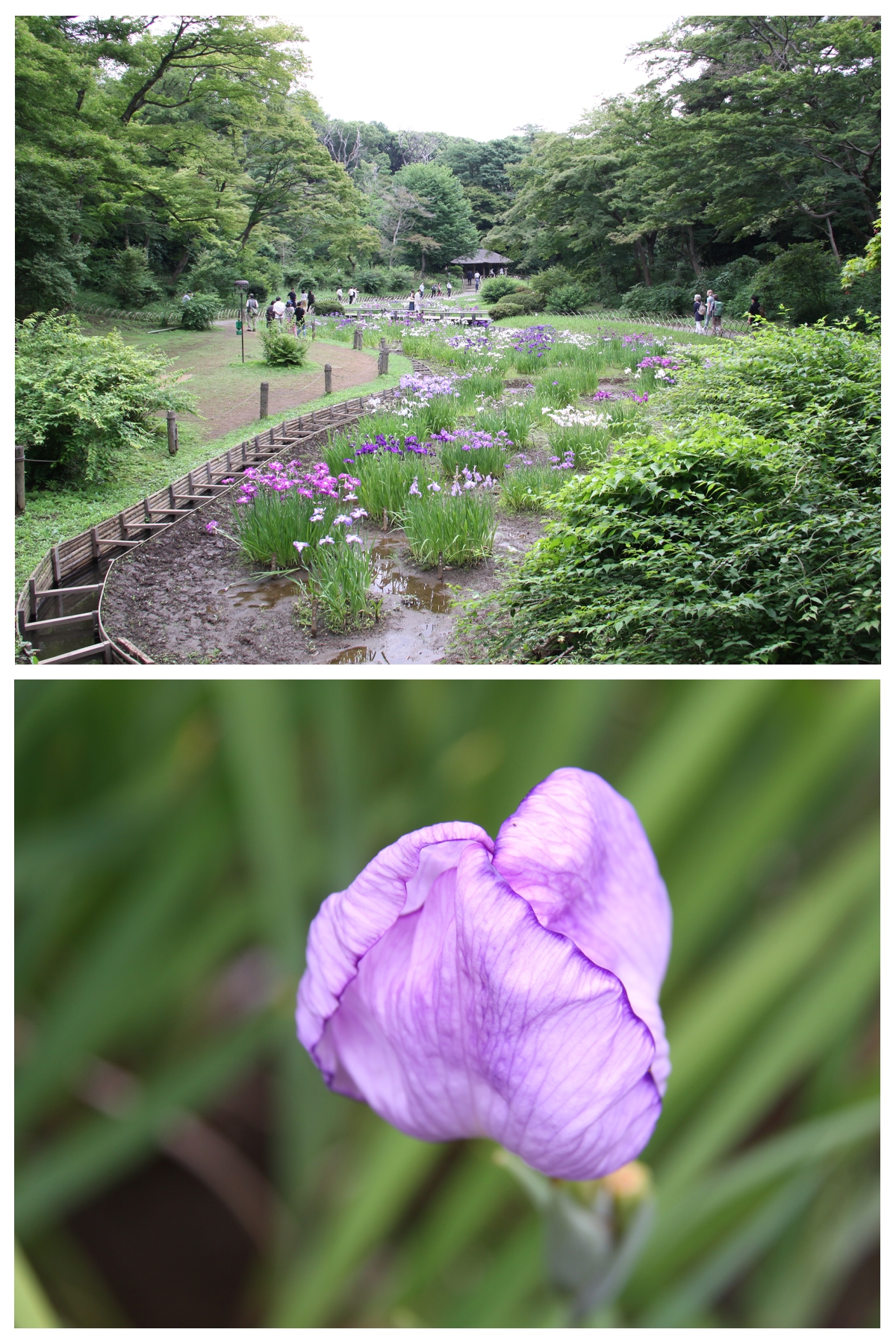 花菖蒲が２，７９９輪開花しております。