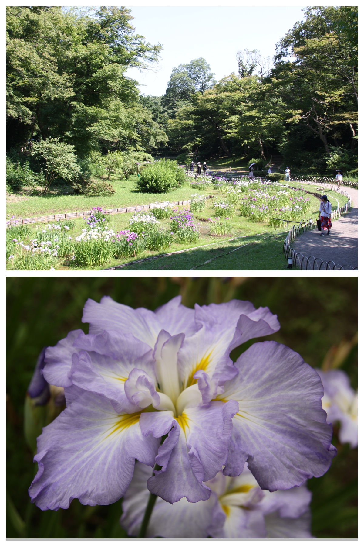 花菖蒲が２，５０２輪開花しております。