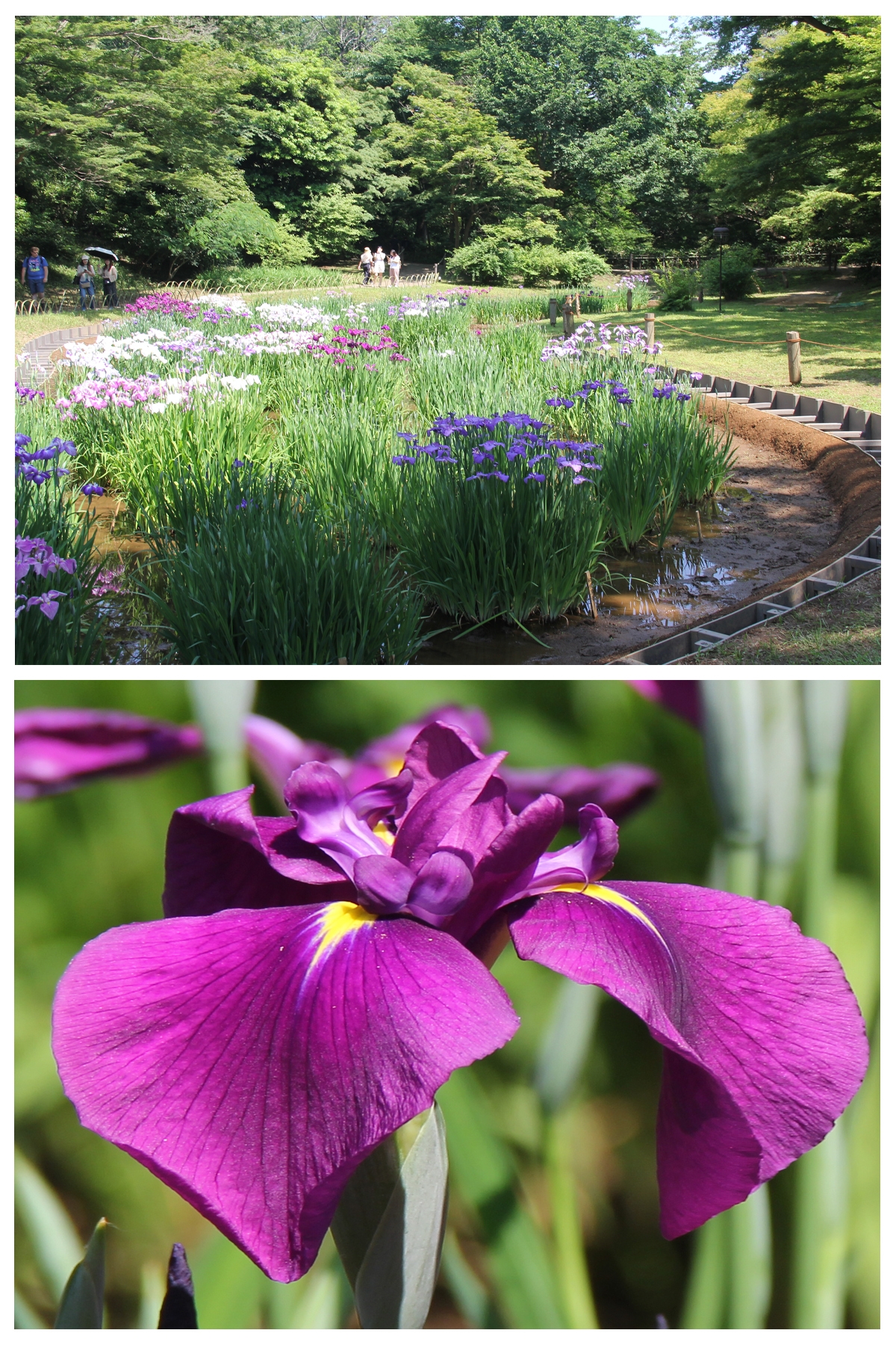 花菖蒲が１，１１９輪開花しております。