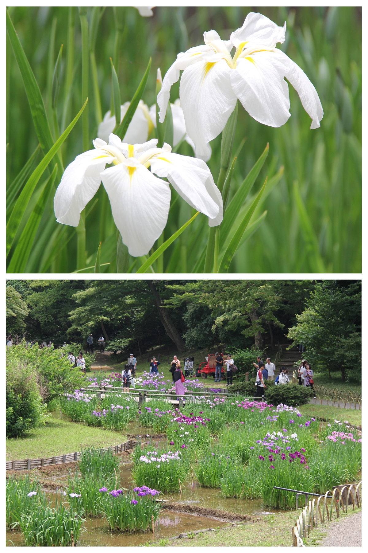 花菖蒲が１，５６２輪開花しております。