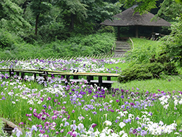 御苑の花菖蒲