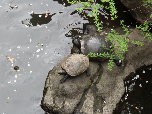 クサガメとアカミミガメ