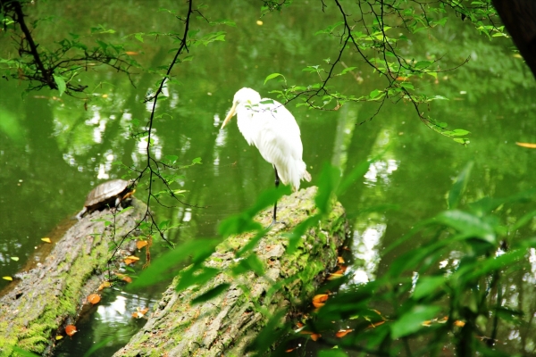 ダイサギ