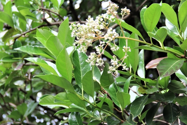 サンゴジュの花