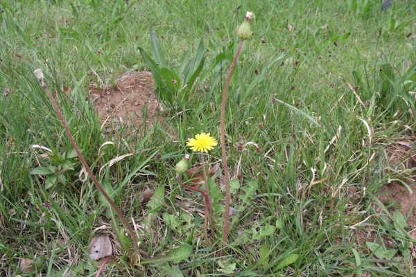 カントウタンポポ（花）