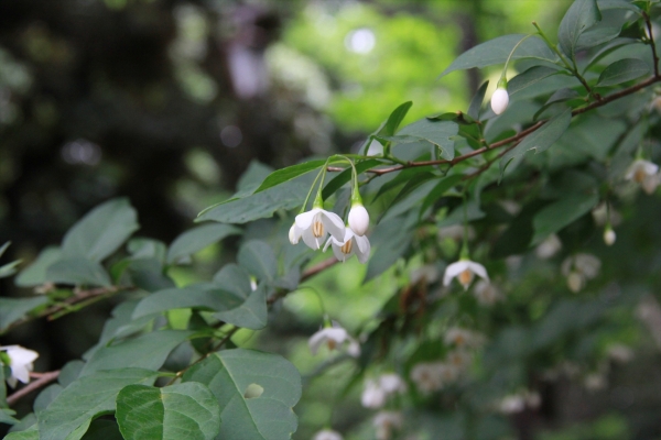 エゴノキの花