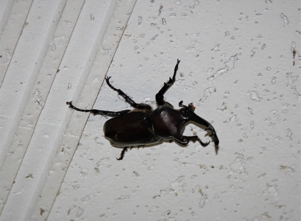 カブトムシ