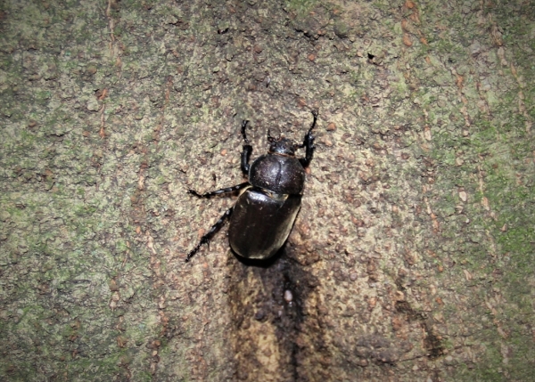 カブトムシ