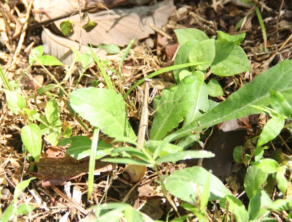 カマキリ