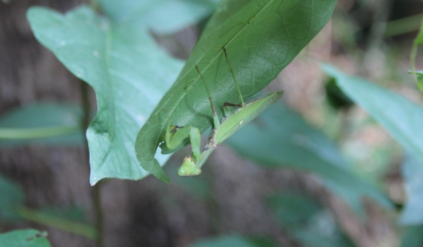 カマキリ