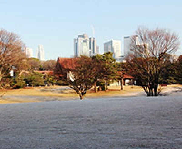 霜(宝物殿前芝地)