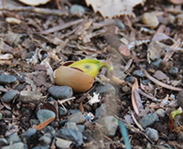 どんぐり