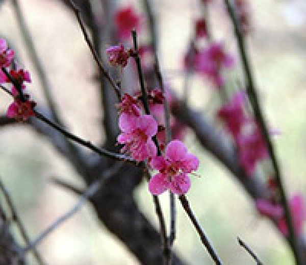 ウメの開花(紅梅)