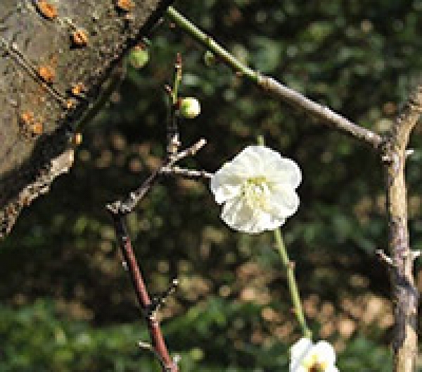 ウメの開花(白梅)