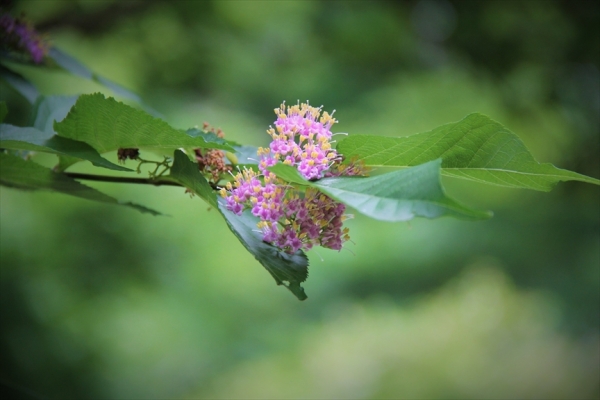 ムラサキシキブの花