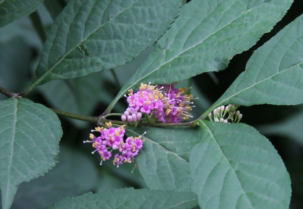 ムラサキシキブの花