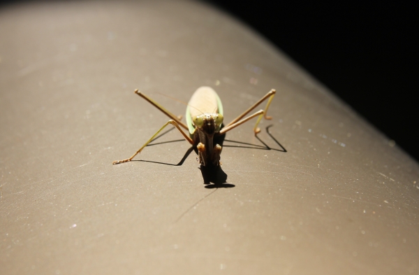 カマキリ