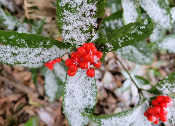 雪の日のセンリョウ