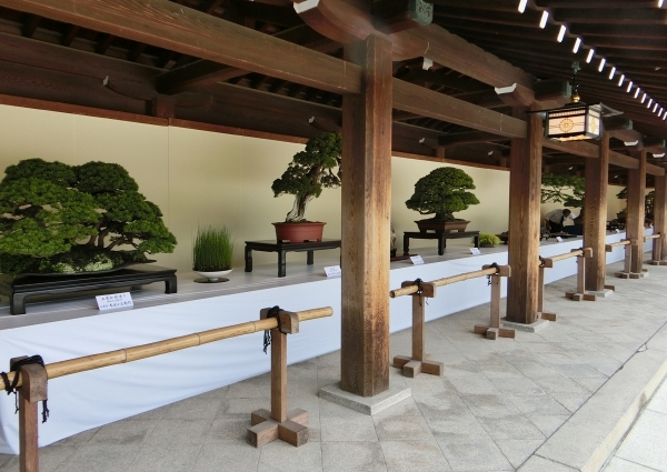■ 第25回 明治神宮奉納盆栽水石展のご案内