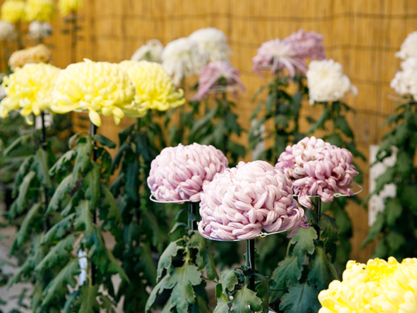 10月25日（水）～11月23日（祝）　菊花展　正参道