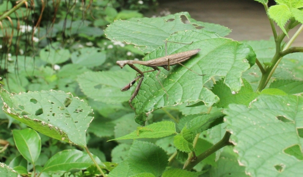 カマキリ