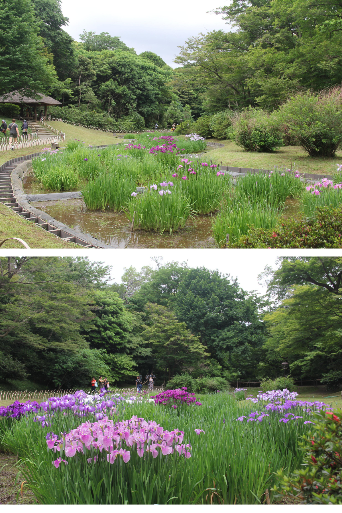 花菖蒲が咲き始めました