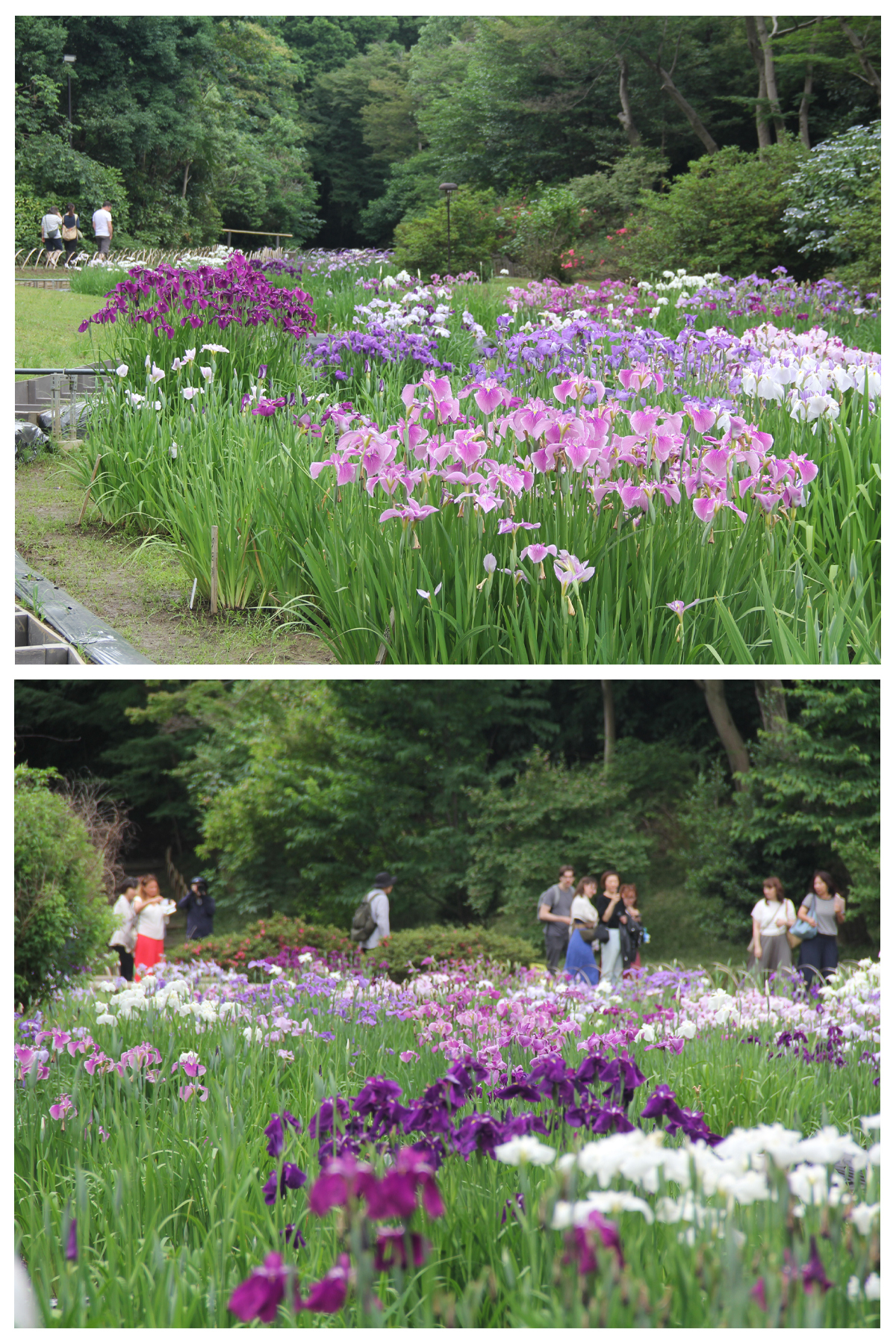 ６月４日（木）４，３９０輪