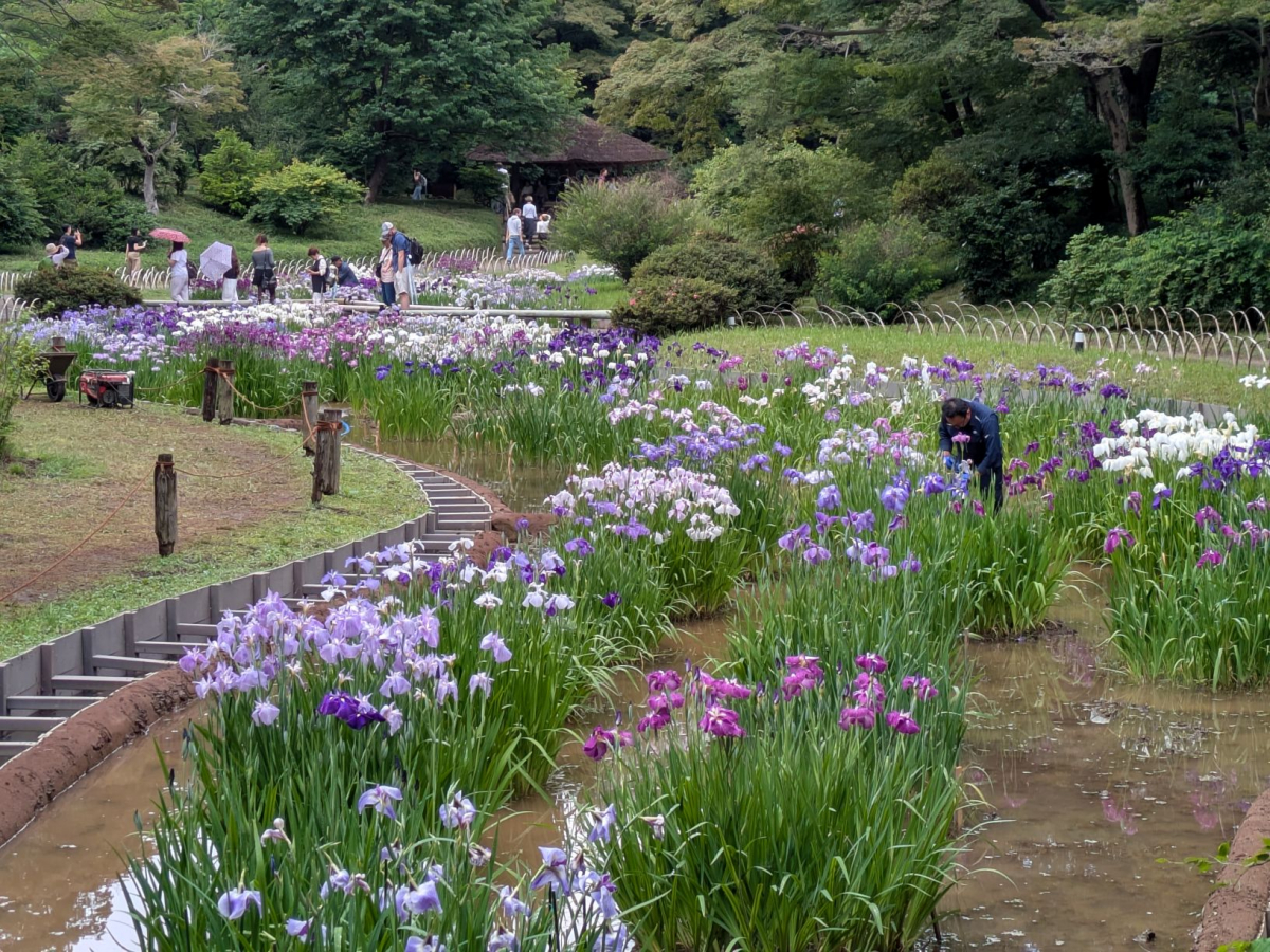 ６月８日（月）４，７９６輪